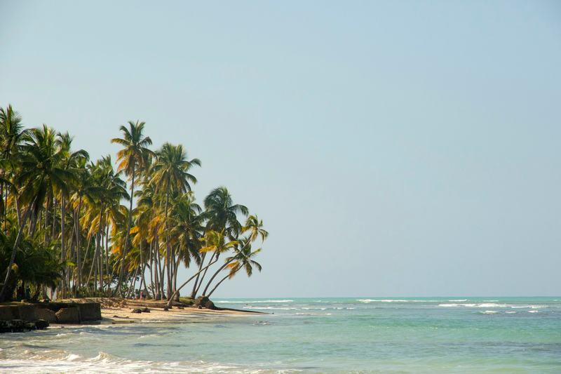 Coconut palms beside a calm sea in Las Terrenas, under a pale sky