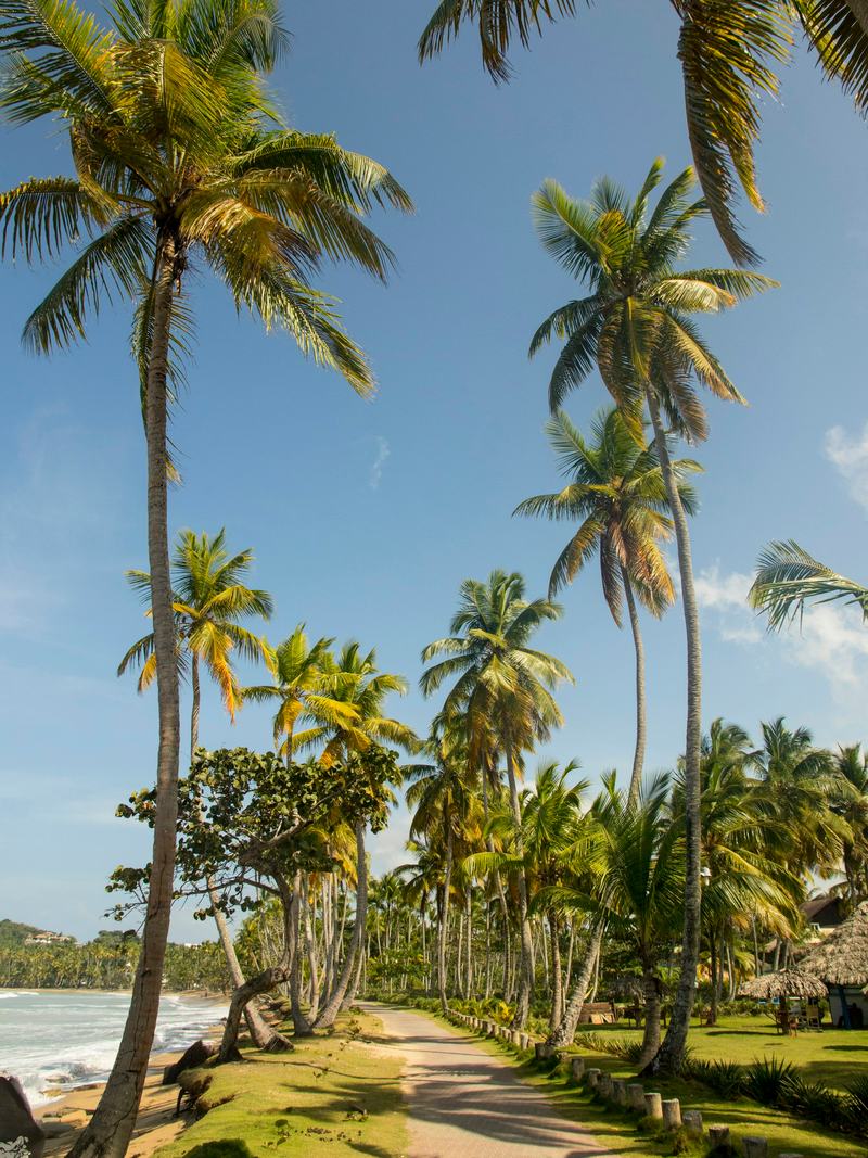 A quiet sandy path lined with tall coconut palms by the sea in Las Terrenas
